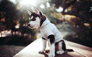 Preview wallpaper husky, puppy, clothing, muzzle