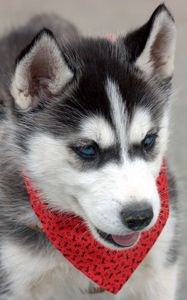 Preview wallpaper husky, puppy, dog, face, handkerchief