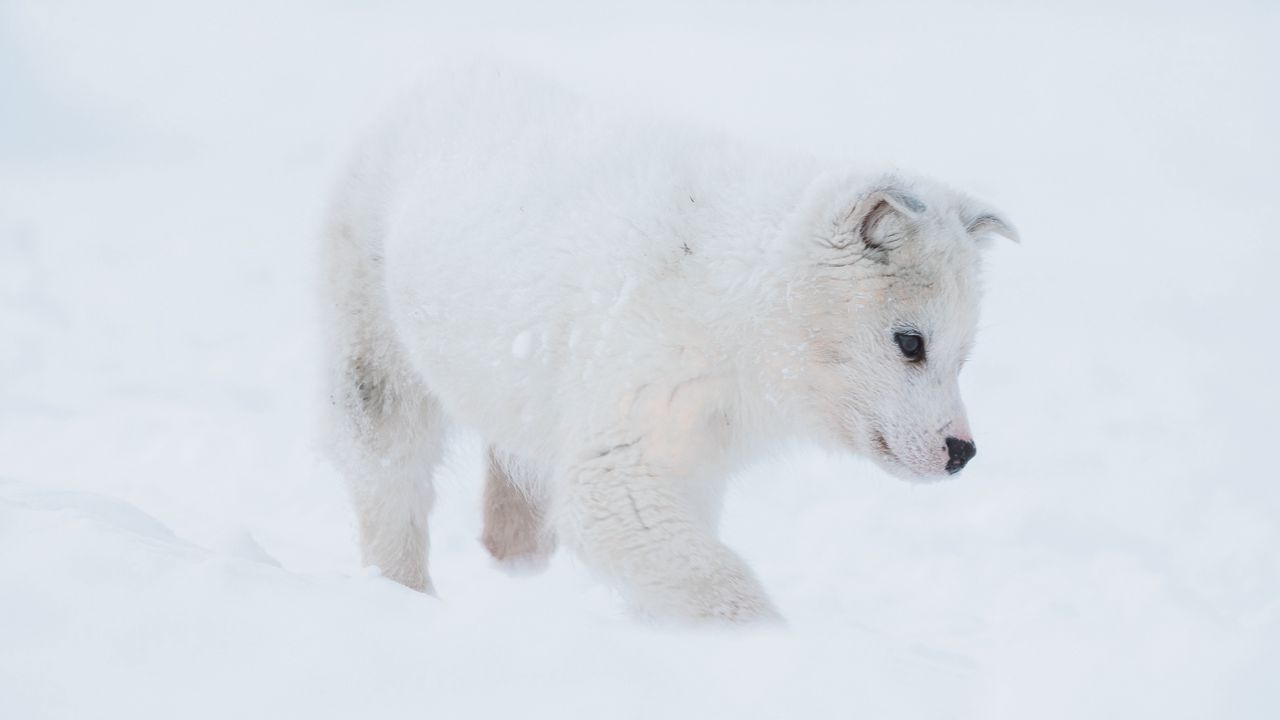 Wallpaper husky, puppy, dog, white, snow