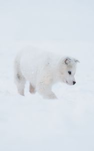 Preview wallpaper husky, puppy, dog, white, snow