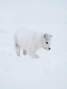 Preview wallpaper husky, puppy, dog, white, snow