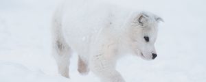 Preview wallpaper husky, puppy, dog, white, snow