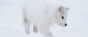 Preview wallpaper husky, puppy, dog, white, snow