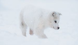 Preview wallpaper husky, puppy, dog, white, snow