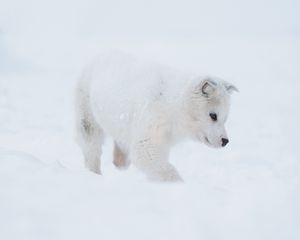 Preview wallpaper husky, puppy, dog, white, snow