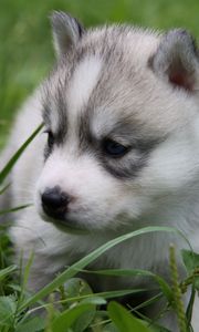 Preview wallpaper husky, puppy, face, grass, sit