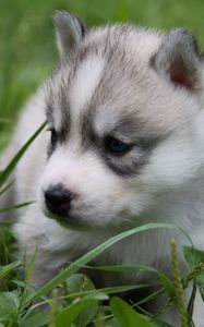 Preview wallpaper husky, puppy, face, grass, sit