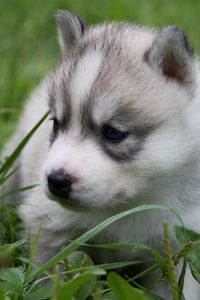 Preview wallpaper husky, puppy, face, grass, sit