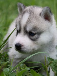 Preview wallpaper husky, puppy, face, grass, sit