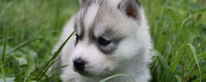 Preview wallpaper husky, puppy, face, grass, sit