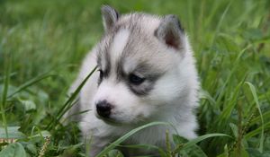 Preview wallpaper husky, puppy, face, grass, sit