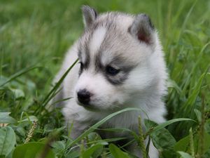 Preview wallpaper husky, puppy, face, grass, sit