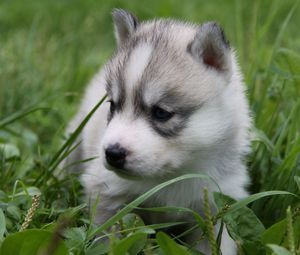 Preview wallpaper husky, puppy, face, grass, sit