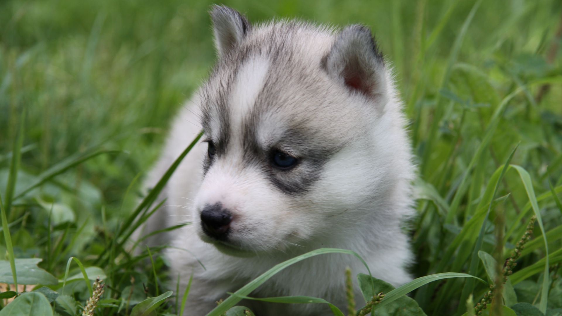 Download wallpaper 1920x1080 husky, puppy, face, grass, sit full hd