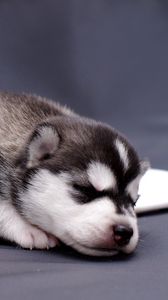 Preview wallpaper husky, puppy, lying