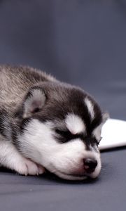 Preview wallpaper husky, puppy, lying