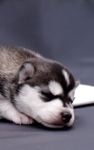 Preview wallpaper husky, puppy, lying