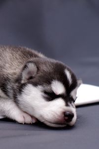 Preview wallpaper husky, puppy, lying