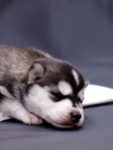 Preview wallpaper husky, puppy, lying