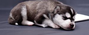 Preview wallpaper husky, puppy, lying