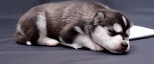 Preview wallpaper husky, puppy, lying