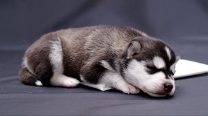 Preview wallpaper husky, puppy, lying