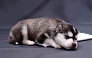 Preview wallpaper husky, puppy, lying