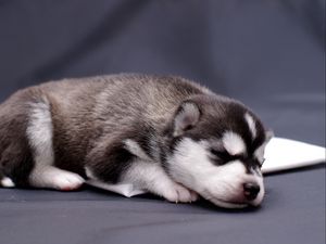 Preview wallpaper husky, puppy, lying