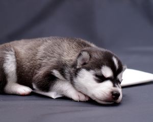 Preview wallpaper husky, puppy, lying