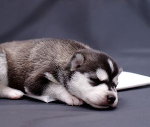 Preview wallpaper husky, puppy, lying