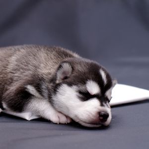 Preview wallpaper husky, puppy, lying