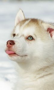 Preview wallpaper husky, puppy, snout, bright