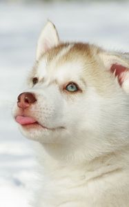 Preview wallpaper husky, puppy, snout, bright