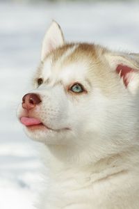 Preview wallpaper husky, puppy, snout, bright