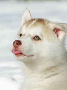 Preview wallpaper husky, puppy, snout, bright