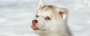 Preview wallpaper husky, puppy, snout, bright