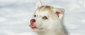 Preview wallpaper husky, puppy, snout, bright