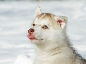 Preview wallpaper husky, puppy, snout, bright