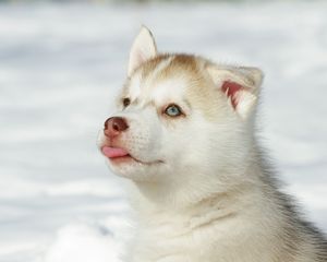 Preview wallpaper husky, puppy, snout, bright