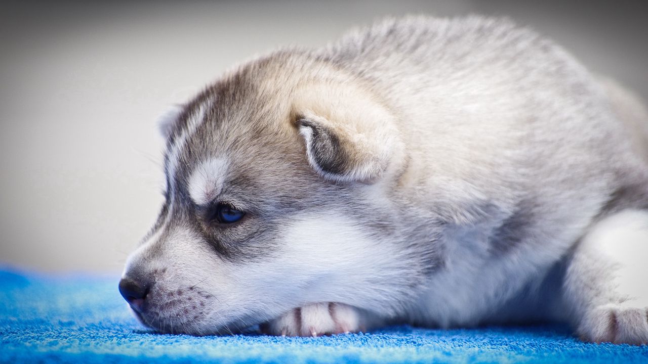 Wallpaper husky, puppy, snout, blue-eyed