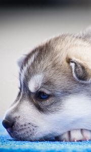 Preview wallpaper husky, puppy, snout, blue-eyed