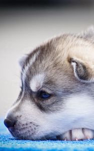 Preview wallpaper husky, puppy, snout, blue-eyed