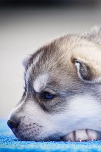 Preview wallpaper husky, puppy, snout, blue-eyed