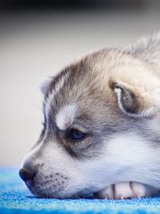 Preview wallpaper husky, puppy, snout, blue-eyed