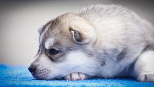 Preview wallpaper husky, puppy, snout, blue-eyed