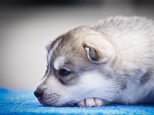 Preview wallpaper husky, puppy, snout, blue-eyed