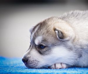 Preview wallpaper husky, puppy, snout, blue-eyed