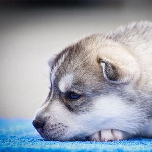 Preview wallpaper husky, puppy, snout, blue-eyed