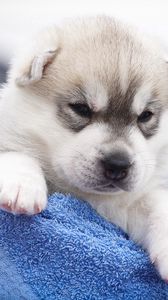 Preview wallpaper husky, puppy, snout, angry, spotted