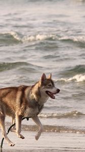 Preview wallpaper husky, shore, sea, escape